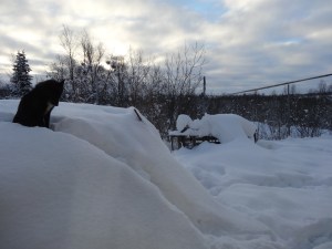 Stig's dog greeted us every morning just outside our window.