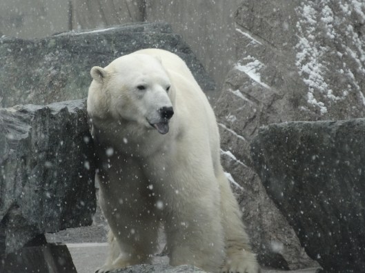 Anton sticking his tongue out