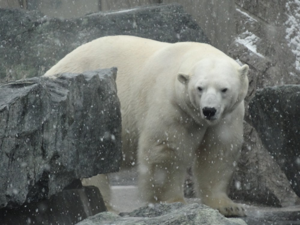Polar bear Anton. February 26, 2013, Stuttgart.
