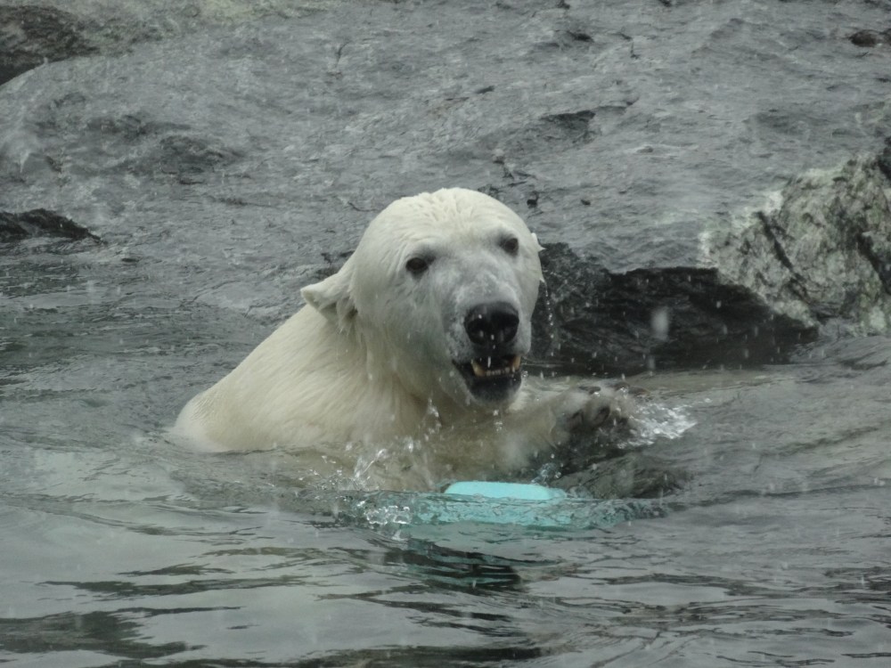 Wet polar bear