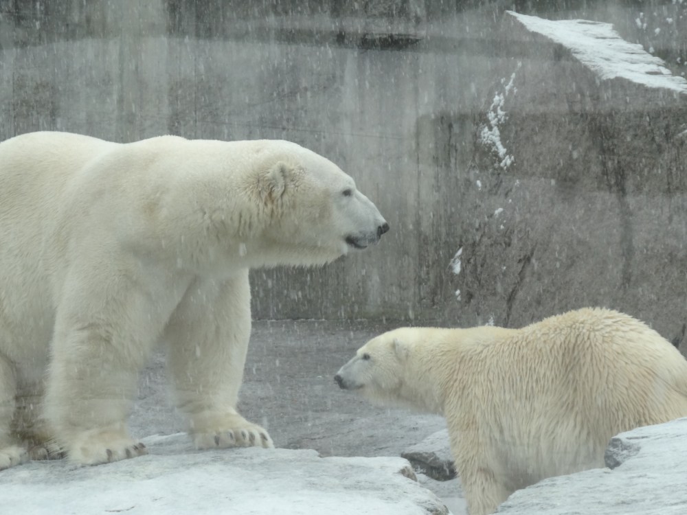 The polar bear couple
